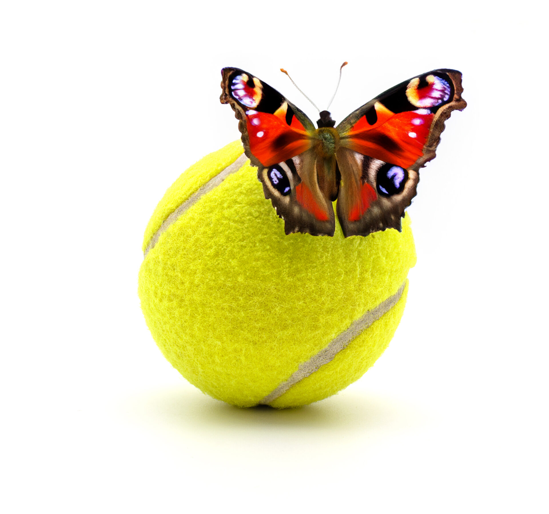 A Tennis Ball isolated.